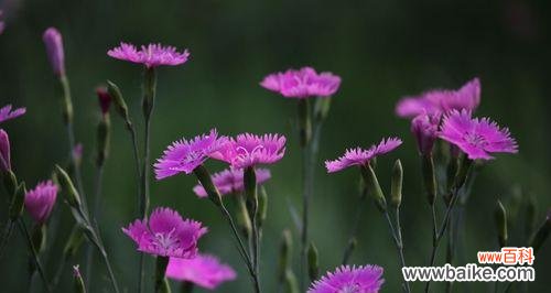 以花为媒 花开伴母爱