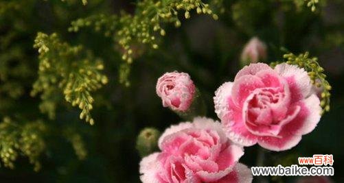 以花为媒 花开伴母爱