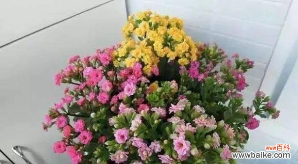 用花朵诉说纯真与善良 以百合花代表善良——善良之美在我们心间绽放