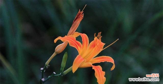 用花朵诉说纯真与善良 以百合花代表善良——善良之美在我们心间绽放