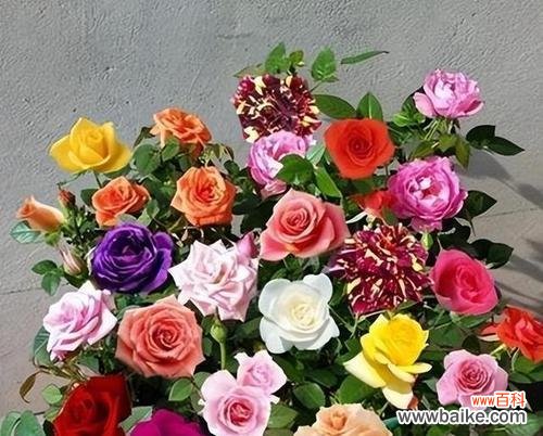 用花朵诉说纯真与善良 以百合花代表善良——善良之美在我们心间绽放