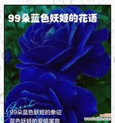 绽放在青葱岁月里的爱与美 妖姬的蓝色花语