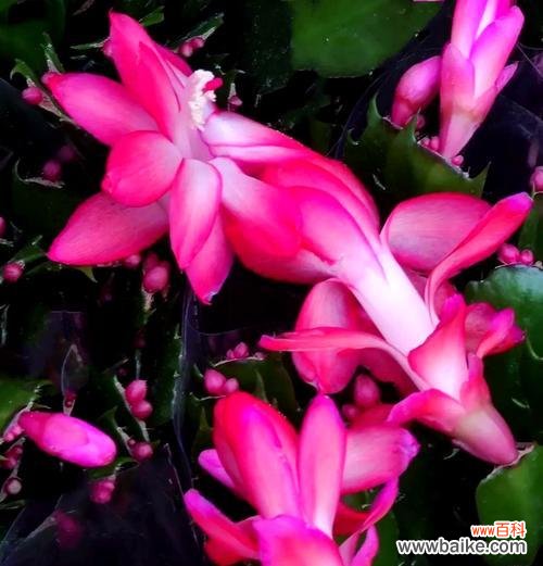 揭秘仙人指花的花语及其象征意义 仙人指花