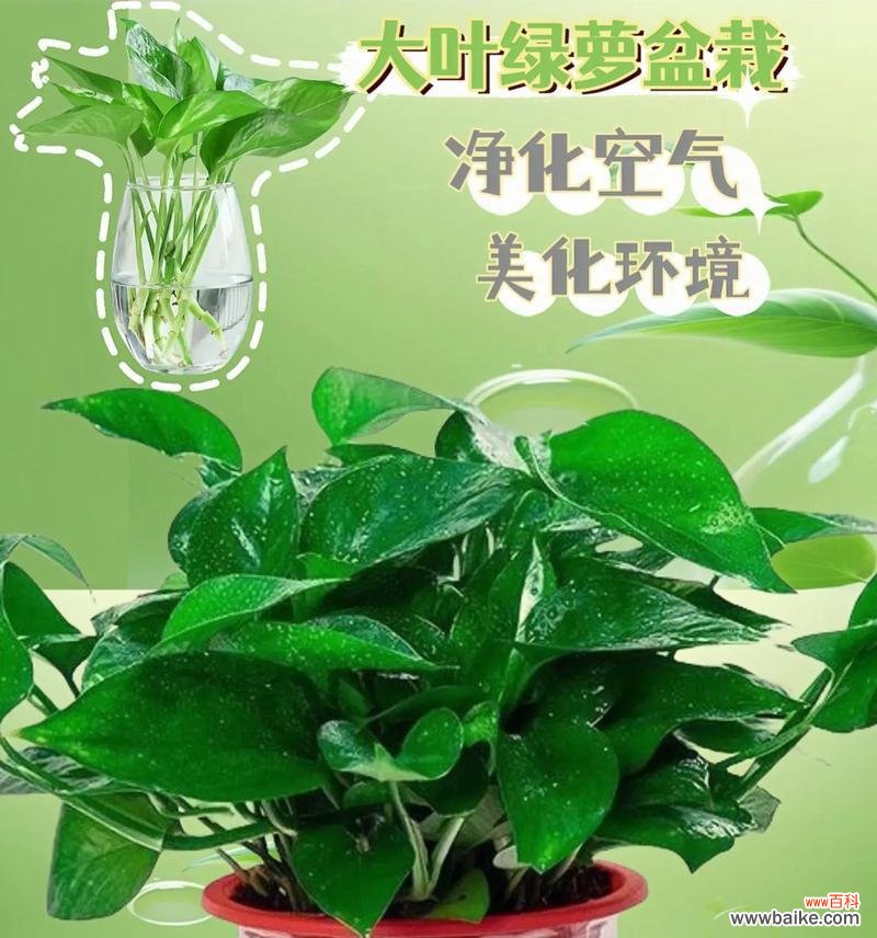 揭示绿萝所传递的秘密语言 绿萝的花语及其意义