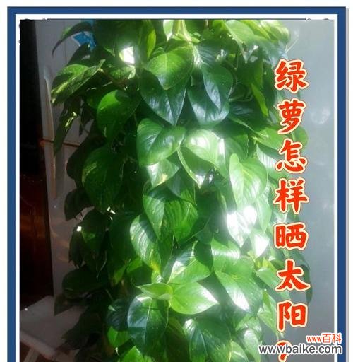 揭示绿萝所传递的秘密语言 绿萝的花语及其意义