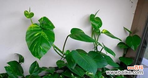 揭示绿萝所传递的秘密语言 绿萝的花语及其意义