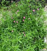 以花开的声音 吉普赛满天星花语