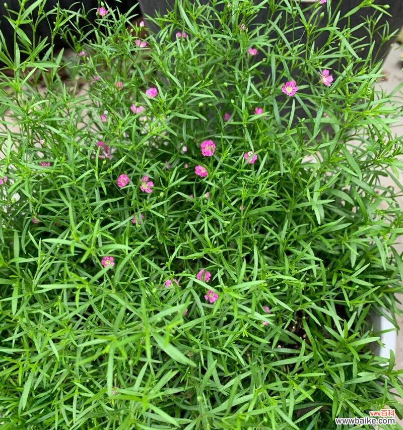 以花开的声音 吉普赛满天星花语