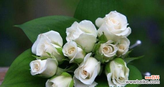 探寻白色玫瑰的美丽寓意 白色玫瑰的花语——纯洁与无暇