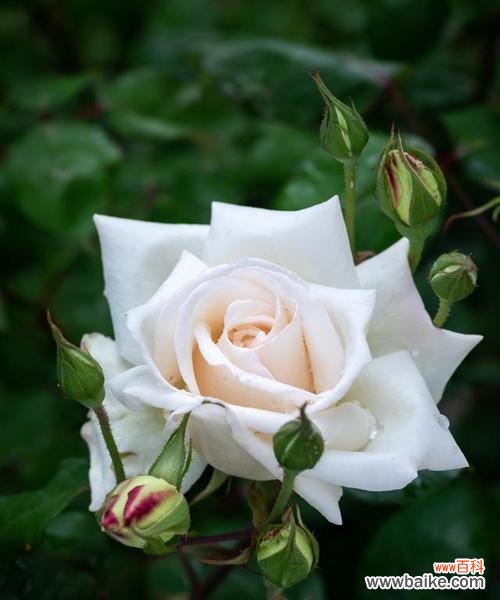 探寻白色玫瑰的美丽寓意 白色玫瑰的花语——纯洁与无暇