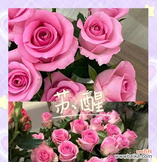 探索粉色玫瑰花所代表的情感和意义 粉色玫瑰花的花语秘密
