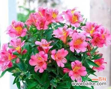 向日葵的阳光般友情,让人心生温暖 友情之花