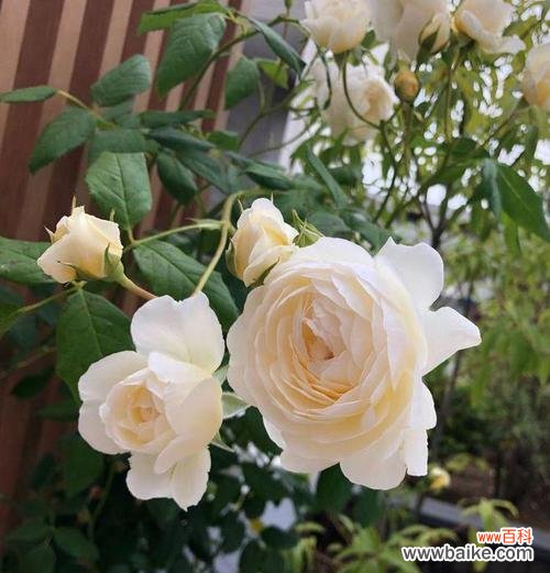 向日葵的阳光般友情,让人心生温暖 友情之花