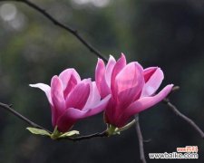 向日葵的阳光般友情，让人心生温暖 友情之花