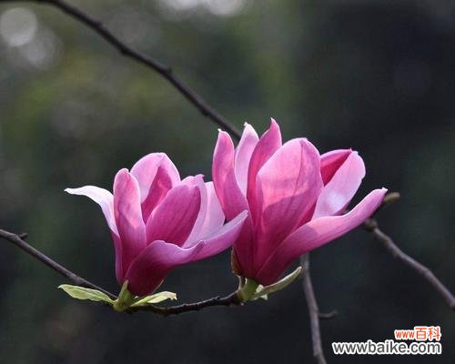 向日葵的阳光般友情,让人心生温暖 友情之花