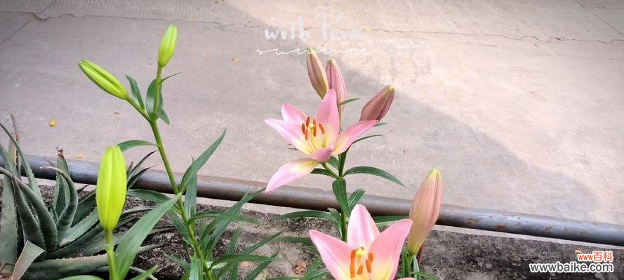 菊花花语解读，助你实现心愿 以菊花的花语为主题，心想事成的秘诀揭晓