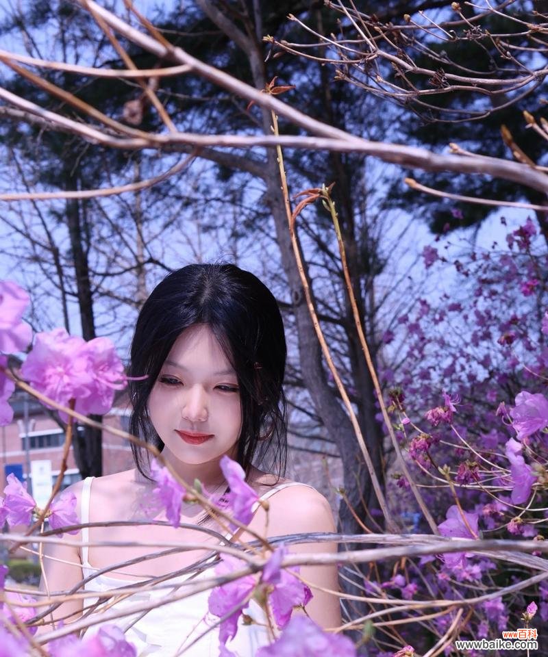 探索日本樱花的花语，从春天的美丽到希望的象征 日本樱花的花语