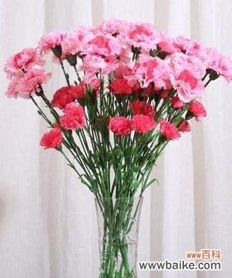 送康乃馨 康乃馨的含义与象征