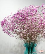 探寻满天星花语 满天星的寓意与意义