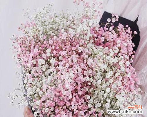 以送满天星 满天星的象征意义与传承