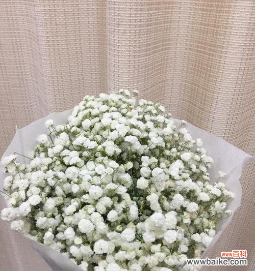 以送满天星 满天星的象征意义与传承