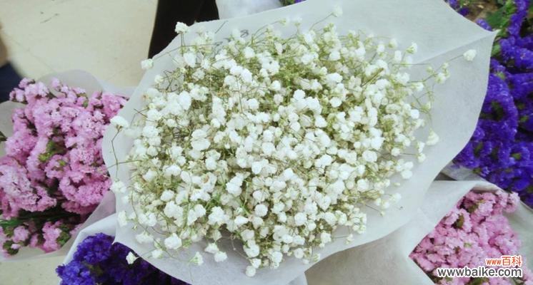 以送满天星 满天星的象征意义与传承