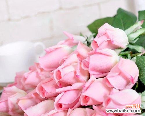 玫瑰 送玫瑰的含义及象征意义