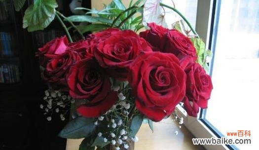 探索玫瑰花背后的深意 玫瑰花的寓意