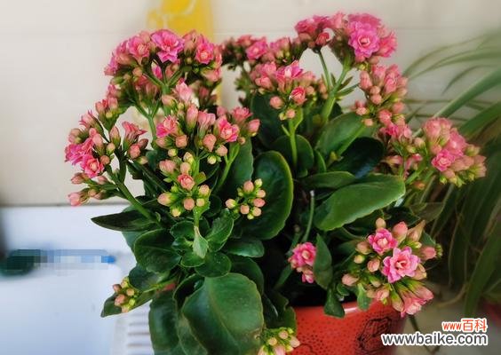 探索不同花卉与友谊之间的奇妙联系 用花传递友谊的深意