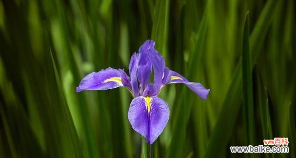 花朵在生命中的意义与表达方式 以花为生命的象征——探索花朵所代表的生命力