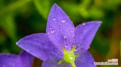 绽放思念的美丽花朵 以花代表思念爱人