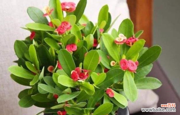 以不同花朵的象征意义探讨守护的含义 花语之守护