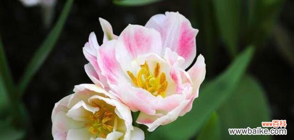 以不同花朵的象征意义探讨守护的含义 花语之守护