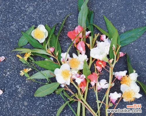 柔美而娇艳的玫瑰 温柔的花语——探寻代表温柔的花卉