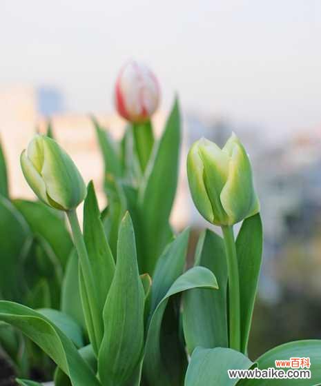 用花朵诉说心意 花语传情