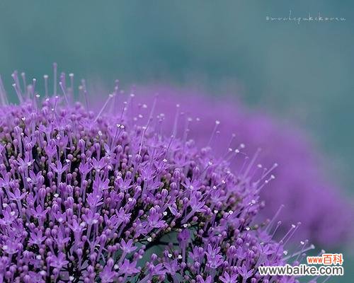 寄托思念之情 花语浅谈