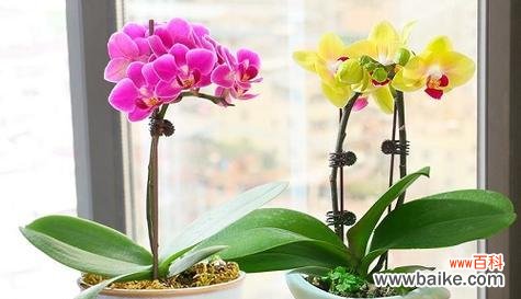 寄托思念之情 花语浅谈