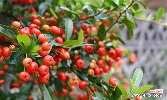 探寻相思之花的美丽与寓意 相思之花