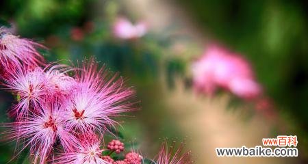 探寻相思之花的美丽与寓意 相思之花