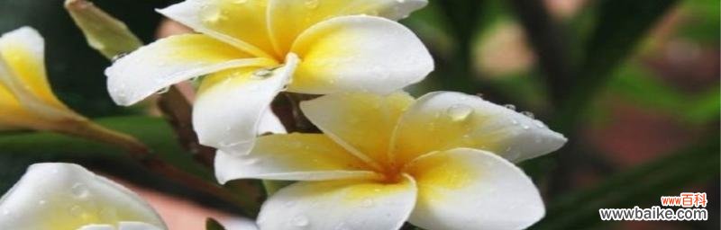 以阳光之花传递希望的信息 用向日葵代表希望的力量