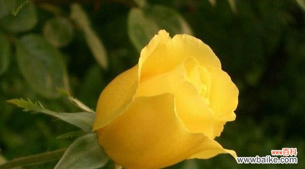 揭示内心腐朽的象征与警示 以枯萎玫瑰代表心已死