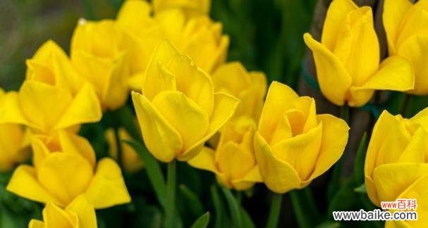 揭示内心腐朽的象征与警示 以枯萎玫瑰代表心已死