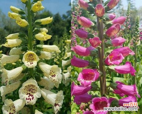 紫罗兰与青春 青春的遗憾——以紫罗兰代表