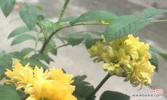 紫罗兰与青春 青春的遗憾——以紫罗兰代表