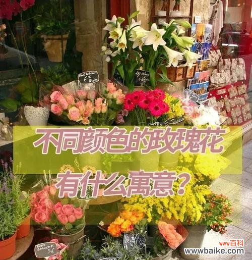 探寻玫瑰花不同颜色的花语 玫瑰花语之绽放的世界