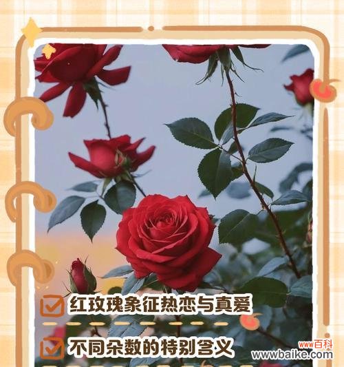 探寻玫瑰花不同颜色的花语 玫瑰花语之绽放的世界