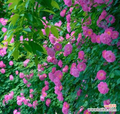 探索友谊的花海，寻找真挚情谊 友谊之花