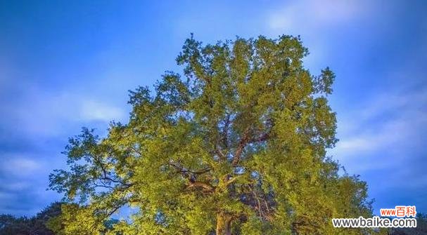 探寻橡树的丰富内涵与文化象征 橡树的象征意义与代表