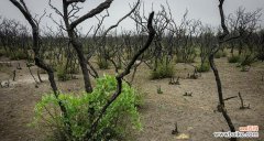 探寻橡树的丰富内涵与文化象征 橡树的象征意义与代表