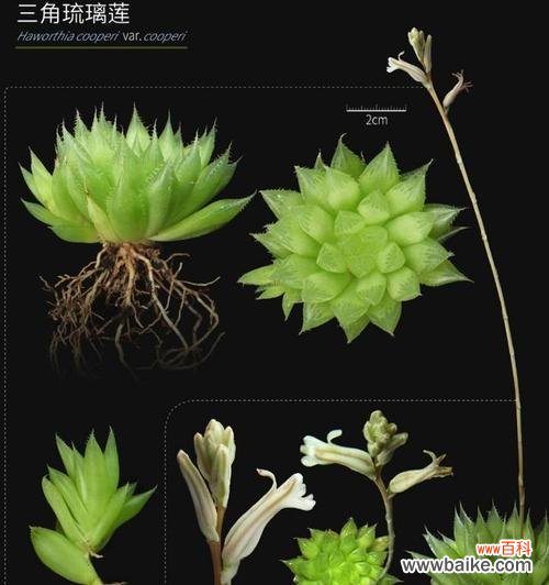 探究多肉植物赋予送人的特殊寓意 多肉花语与寓意